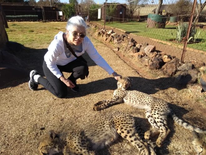 3 Cheetah kittens sunning at Rhino and Lion Safari Park, South Africa