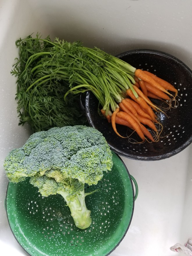 Fresh broccoli and carrots